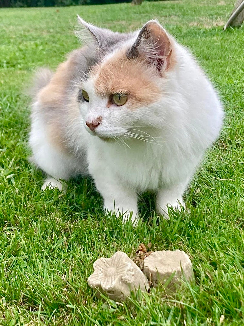Le Chatoyant