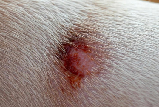 Les plaies de la peau chez le chien : que faire ? 🐾