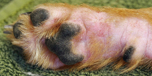 dermatite du chien due au stress