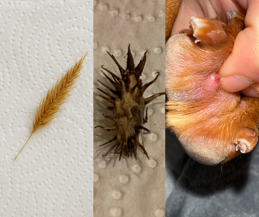 Les épillets : comprendre, prévenir et réagir avec douceur