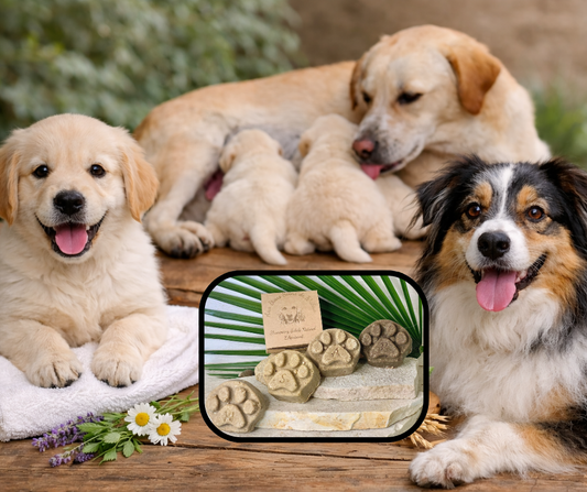 choisir le shampoing adapté à son chien