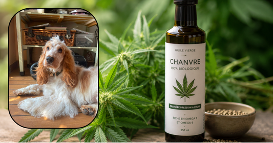 L'huile de chanvre chez le chien : une alliée précieuse pour la peau et le pelage
