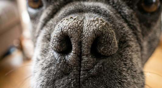 Truffe sèche ou coussinets râpeux : Tout savoir sur l'hyperkératose chez le chien 🐶✨