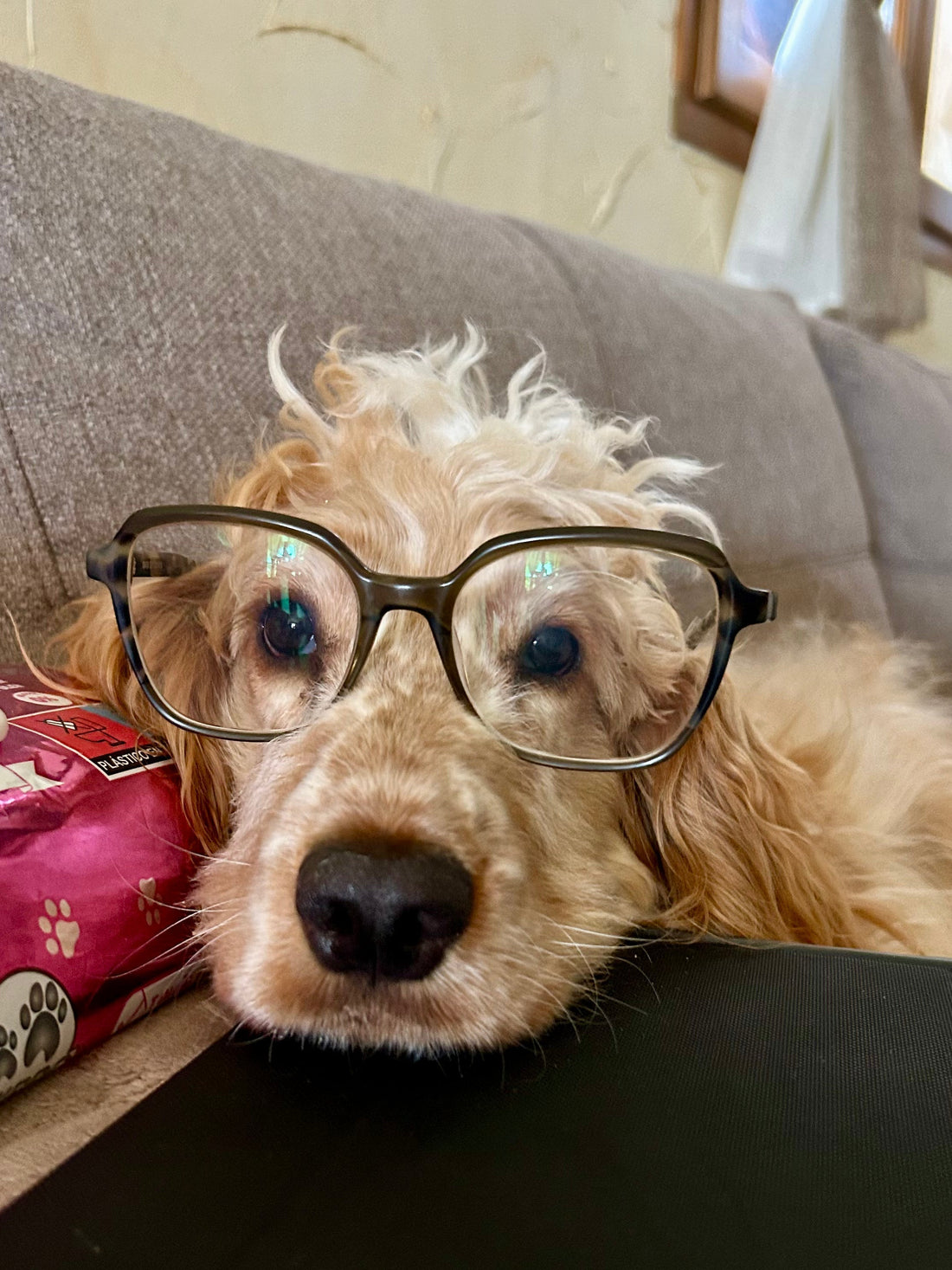 La rentrée : pourquoi le changement de rythme peut perturber votre chien ?