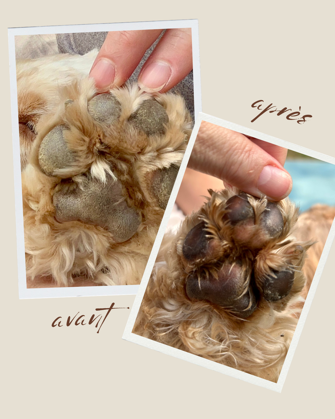 Truffes & Coussinets